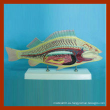Modelo animal del fabricante profesional para el modelo de la anatomía del pescado del surtidor de la ciencia